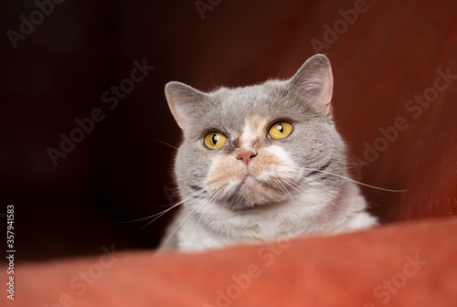 british shorthair cat portrait on red sofa