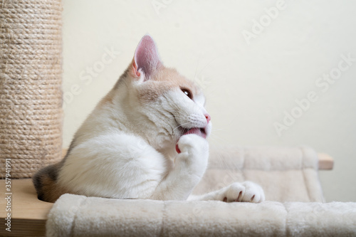 side view of a young british shorthair cat resting on scratching post grooming fur licking paw