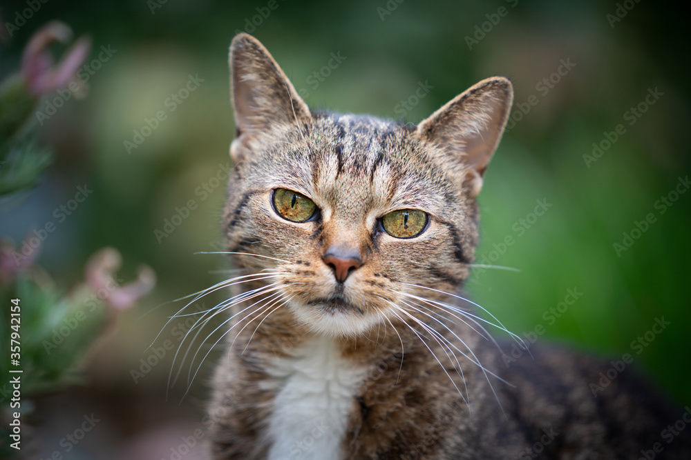 portrait of a tabby cat outdoors in nature looking at camera