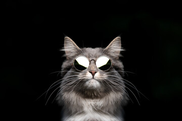 funny studio portrait of a blue tabby maine coon cat wearing sunglasses looking cool isolated on black  background