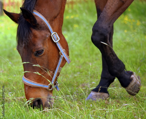 Pferd mit glänzendem braunen Fell beim Abgrasen einer Wiese © thauwald-pictures