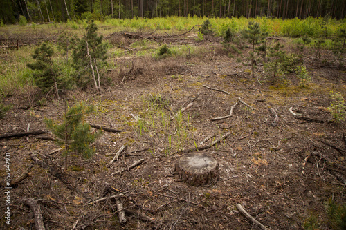 Stump in the forest. Deforestation, forest destruction. Ecology problem concept