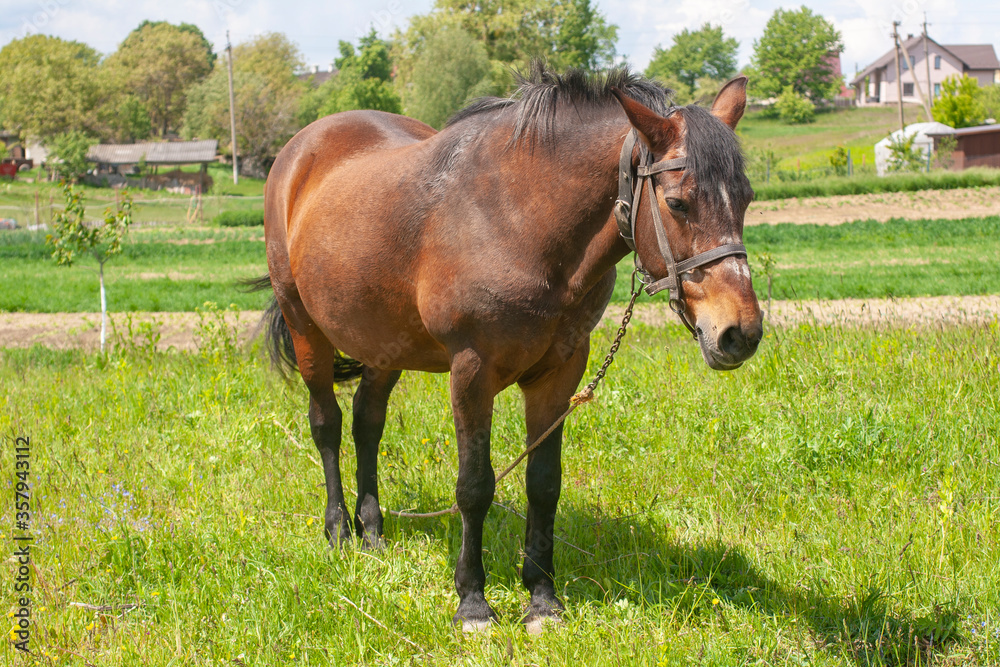 Horizontal photo of a grazing brown horse in a meadow Horizontal photo of a grazing brown horse in a meadow