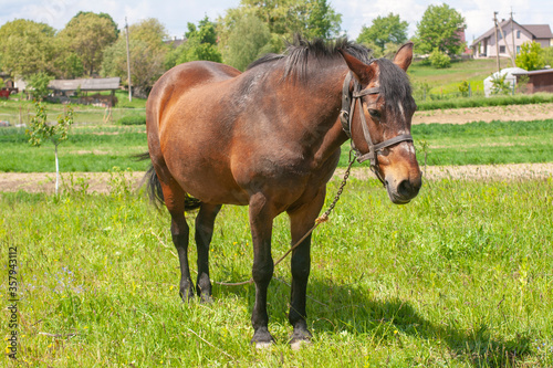 Horizontal photo of a grazing brown horse in a meadow