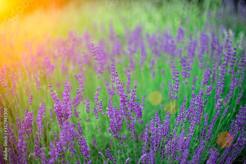 Lavender blooming flowers in sunset. Shallow depth of field
