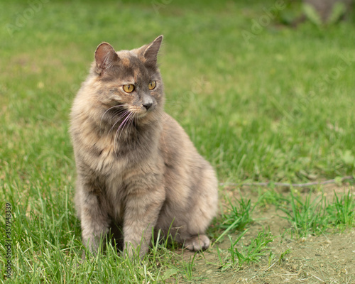 Uncommon female dilute tortoiseshell cat with yellow eyes sitting on green lawn.