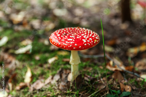 Toxic and hallucinogen mushroom Fly Agaric in grass on autumn forest background. Red poisonous Amanita Muscaria fungus macro close up in natural environment. Inspirational natural fall landscape.