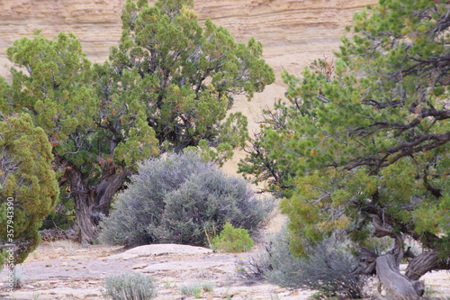 A Utah Juniper and A Pinion Pine Are Desert Bushes That Appear To Fit Together As Puzzle Pieces