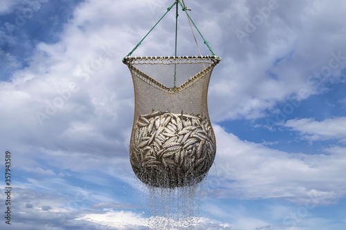 Scoop net with the fresh Pacific herring ( Clupea pallasii ) catch. Fishing industry in the far East of Russia. Sea of Okhotsk, Khabarovsk region.