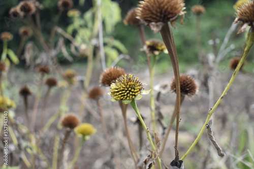 Plants