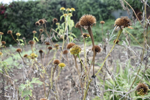 Plants