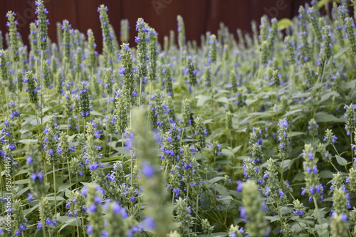 Plants
