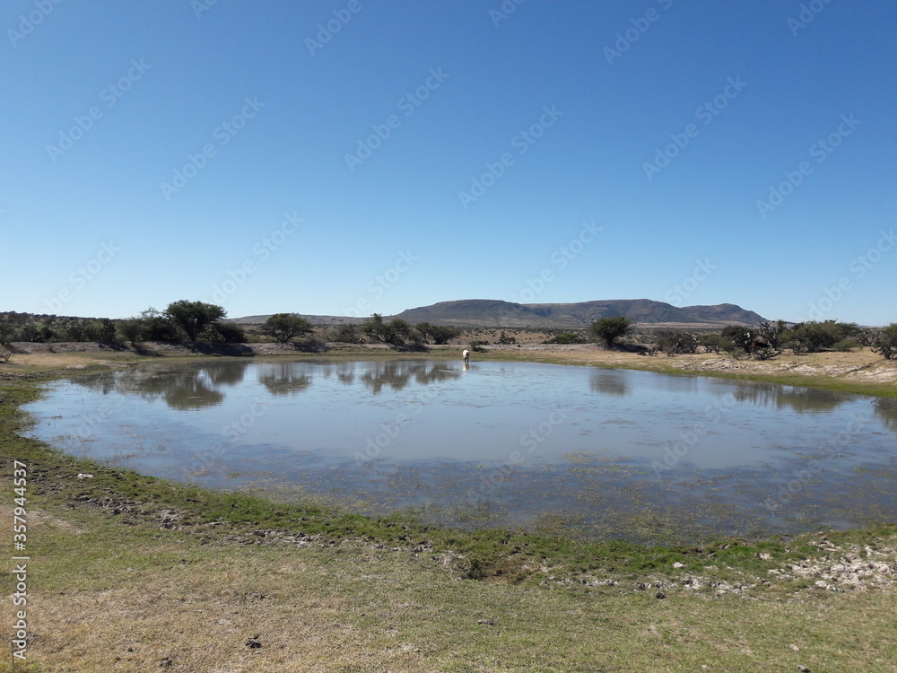 Hiking landscape Guanajuato Mexico 2019 with cow drinking from pond