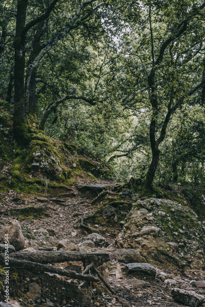 wild mountain forests green edges uncharted trails