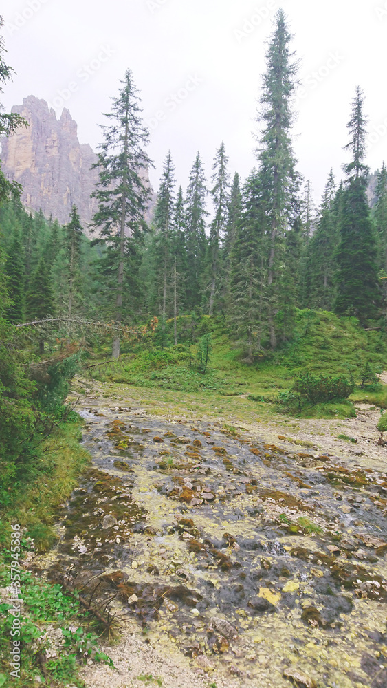 Mountain stream with stones overgrown with brown moss. Surrounded by bright green coniferous forest Mountain stream with stones overgrown with brown moss. Surrounded by bright green coniferous forest