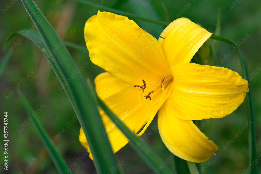 Yellow flower Middendorf's daylily and green grass Yellow flower Middendorf's daylily and green grass