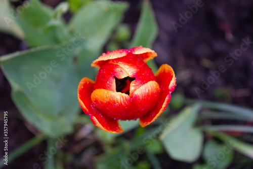 Red Tulpan after rain variety Triumph spring evening photo