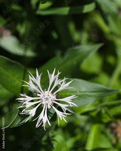 White cornflower on a nice  natural  green blurred background. Shot from above.