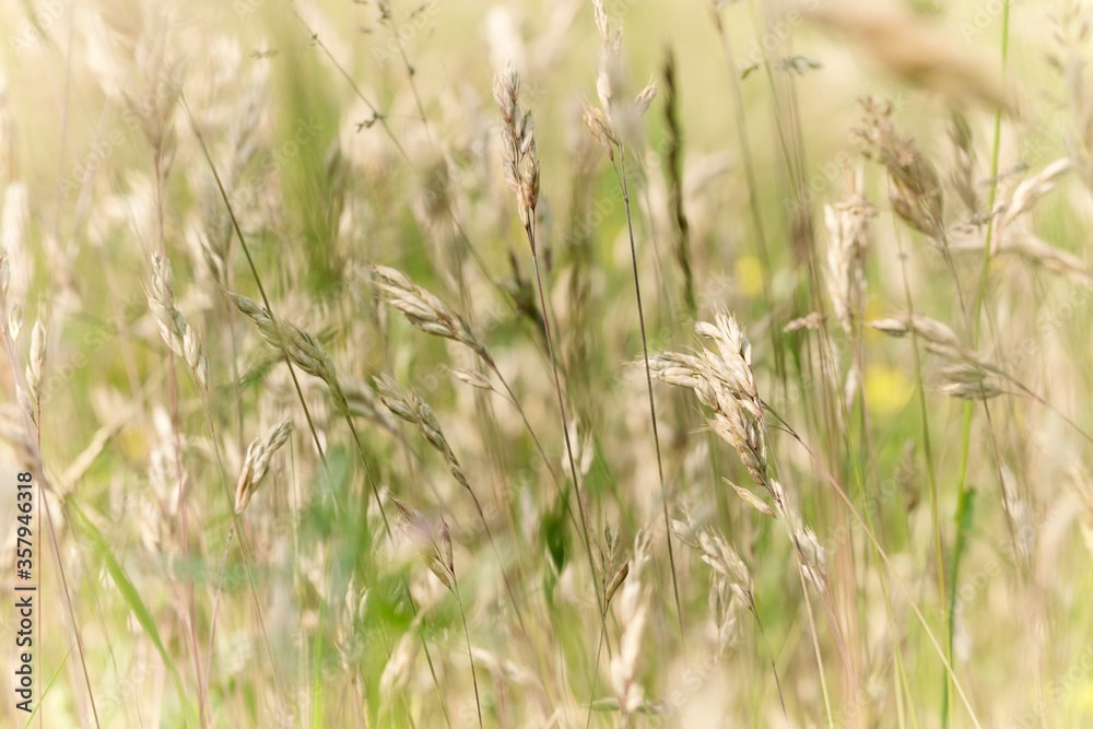 Fototapeta premium Nature background with wildgrass under sunlight. Selective focus. Plant background.