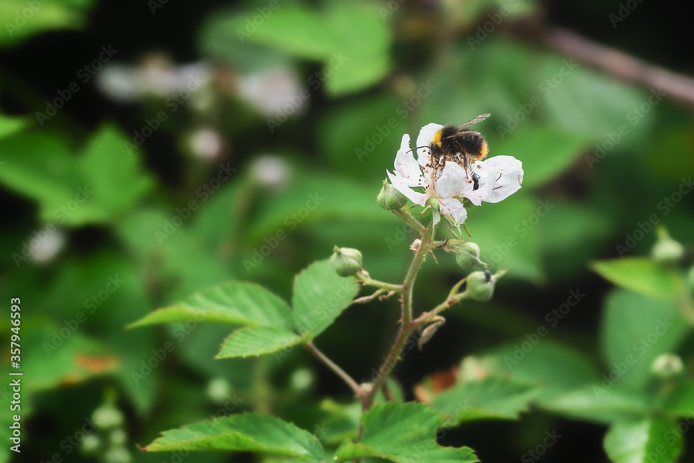 Hummel auf Brombeerblüte Hummel auf Brombeerblüte