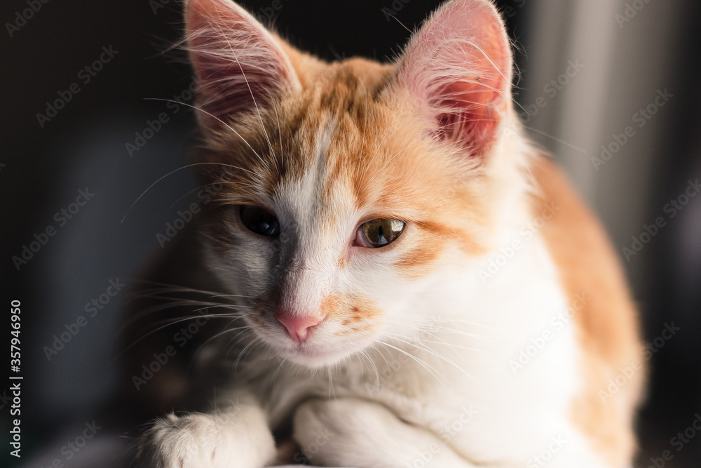 Gatinho Dourado Gatinho Dourado