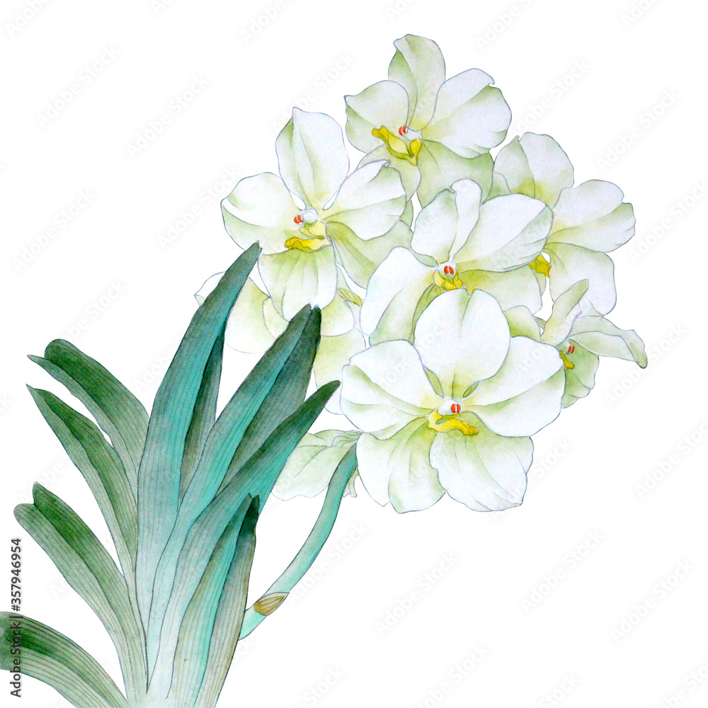 Watercolor orchid vanda branch, hand drawn floral illustration isolated on a white background.