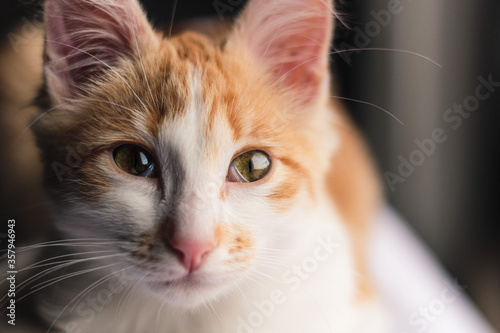 Gato Dourado © Gabriel Santos