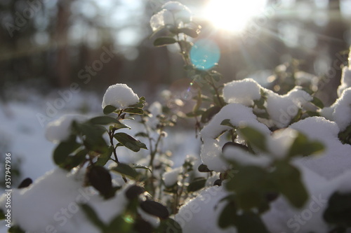 snow covered tree