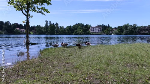 Ducks on the lake, swimming and playing around.