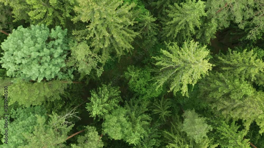 Top down view mixed forest, woodland aerial. Drone flies over treetops conifers, cloudy day in natural park. Green moss, grass and plants. Zoom out and spin above colorful texture in nature Top down view mixed forest, woodland aerial. Drone flies over treetops conifers, cloudy day in natural park. Green moss, grass and plants. Zoom out and spin above colorful texture in nature