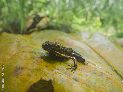 frog on the ground