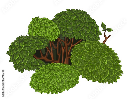 Green detailed bush isolated on a white background