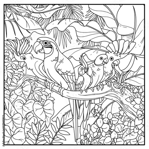 Cute parrots of different breeds sits on branch in wild jungle black contour line drawing for coloring on a white background