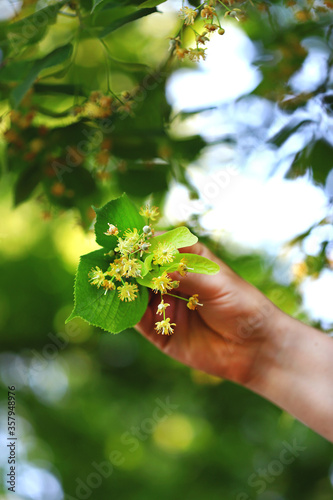 Selective focus. Macro. The male hand holds a bunch of linden flowers. Picking up linden for tea. Harvest of linden tree.