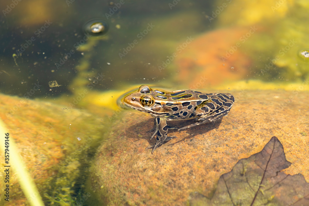 Northern Leopard Frog (Lithobates pipiens) are found in a variety of wetland habitats Northern Leopard Frog (Lithobates pipiens) are found in a variety of wetland habitats