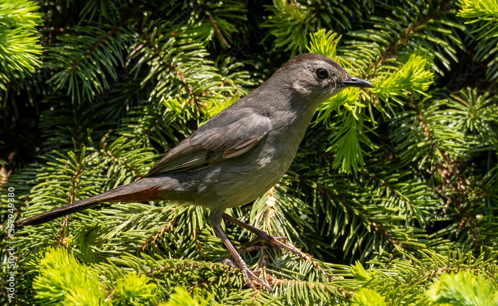 The gray catbird sitting on the natural environment