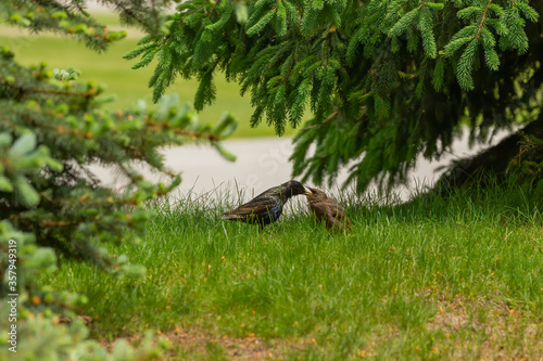 Adult European starling on the grass