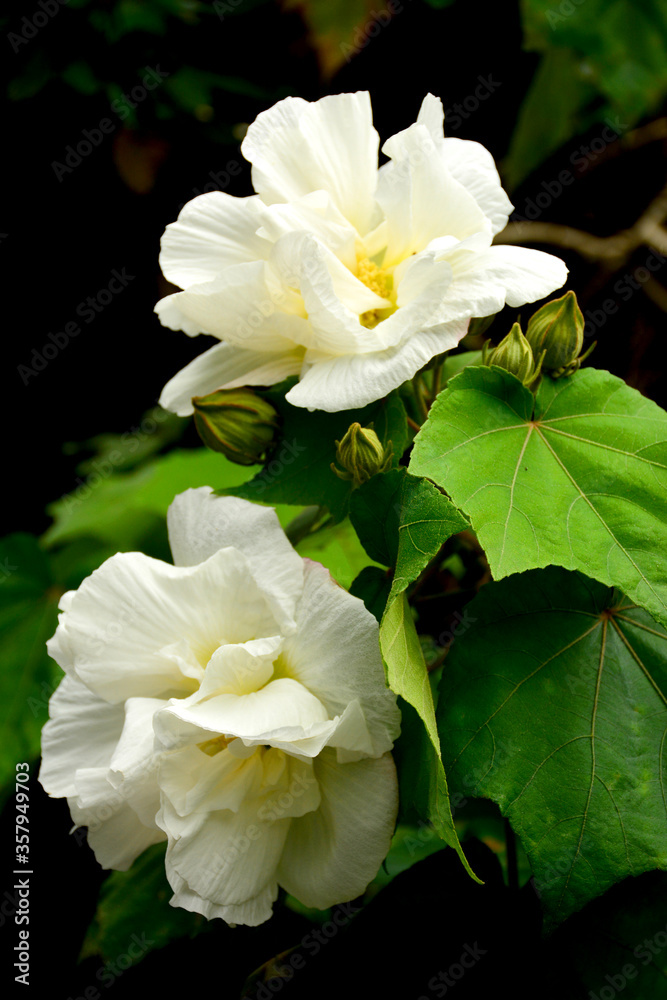 White Flowers At Mount Kinabalu Botanical Garden In Sabah Malaysia 