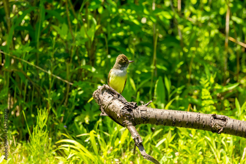 The great crested flycatcher  is a large insect-eating bird of the tyrant flycatcher