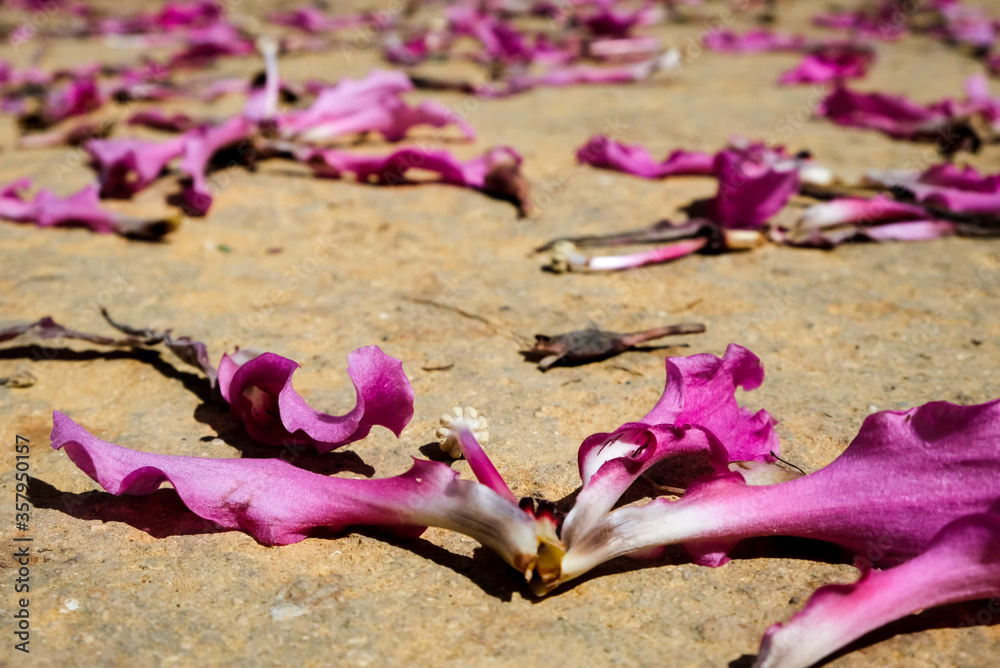 Fallen pink flower petals scattered all over the sand ground. Symbolize unhappiness, sadness, hopelessness and despair for a heartbroken human. Passed away in the middle of blooming season. Fallen pink flower petals scattered all over the sand ground. Symbolize unhappiness, sadness, hopelessness and despair for a heartbroken human. Passed away in the middle of blooming season.