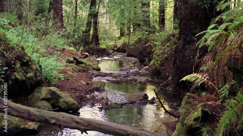 Creek flowing through the redwood forest of Purisima Creek Redwoods Preserve in Santa Cruz mountains; San Francisco Bay Area, California
