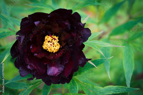 black and red peony on green background 