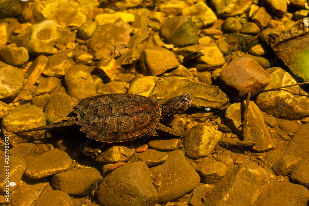 Snapping Turtle (Chelydra serpentina) under water. Snapping turtles live in most aquatic