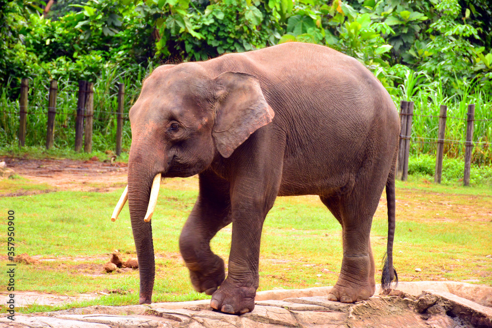 Fototapeta premium Borneo elephant, also called the Borneo pygmy elephant