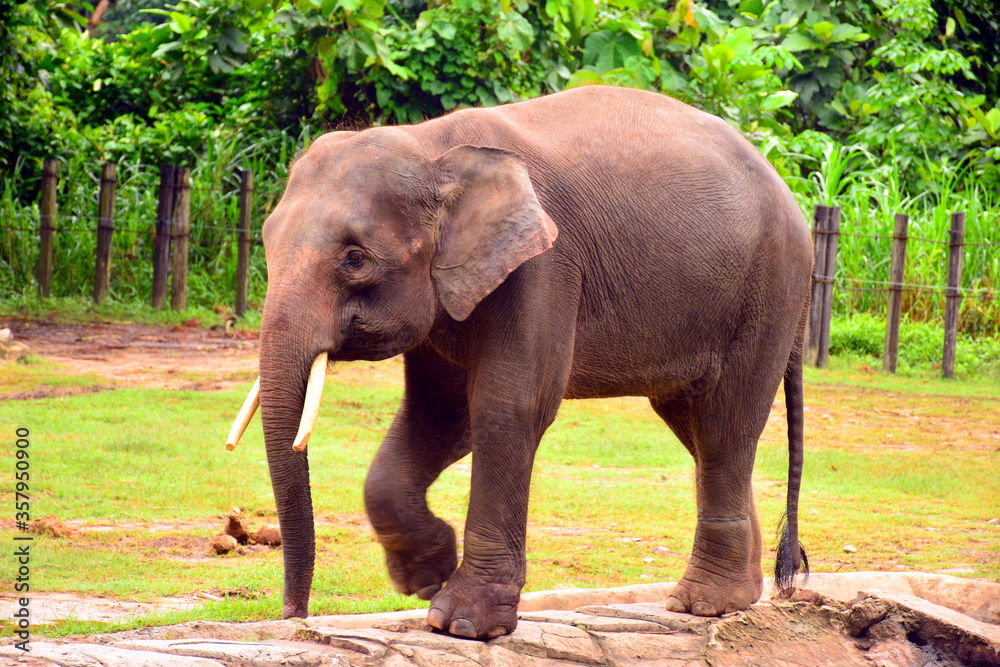 Borneo elephant, also called the Borneo pygmy elephant