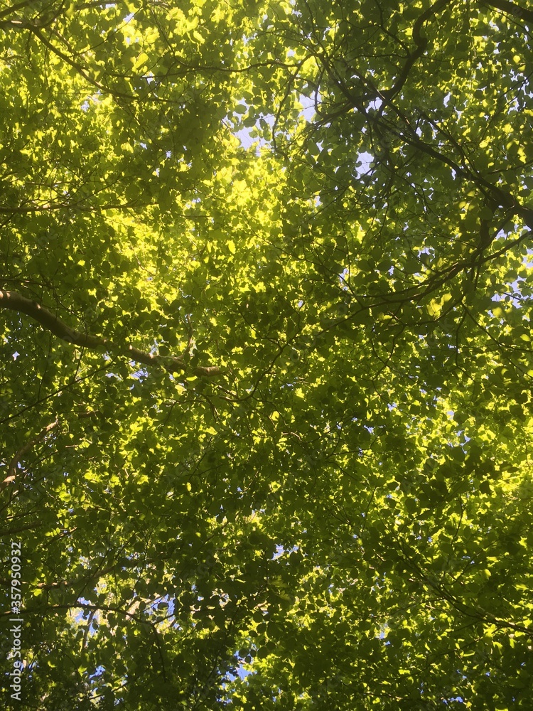 Sunlight filtering through bright green leaves on a spring day in woodland in England, UK