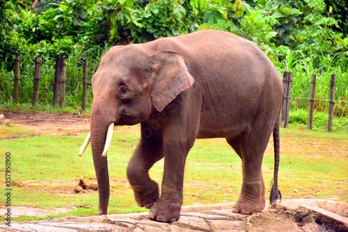 Borneo elephant  also called the Borneo pygmy elephant