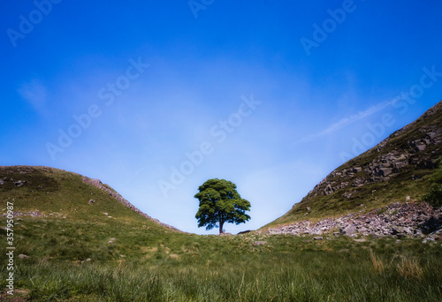 Fotografie, Obraz The Sycamore Gap tree located along Hadrian's Wall