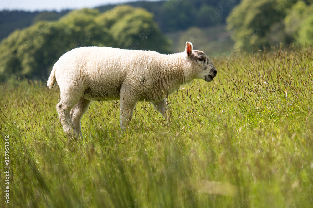 Obraz premium Cute lamb grazing in a grassy meadow. Taken in Scotland, United Kingdom