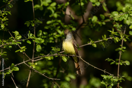 The great crested flycatcher  is a large insect-eating bird of the tyrant flycatcher photo